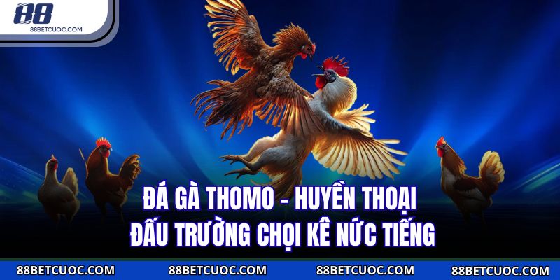 Đá gà Thomo