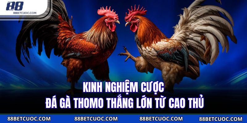 Kinh nghiệm cược đá gà Thomo thắng lớn từ cao thủ