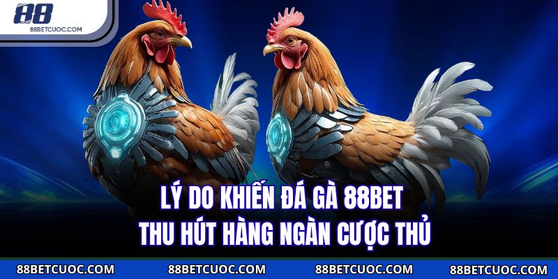 Lý do khiến đá gà 88BET thu hút hàng ngàn cược thủ