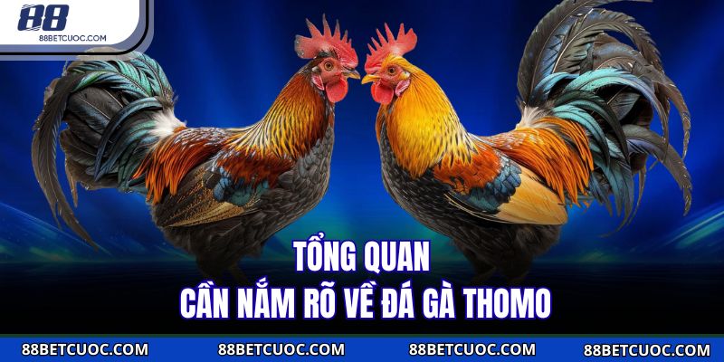Tổng quan cần nắm rõ về đá gà Thomo