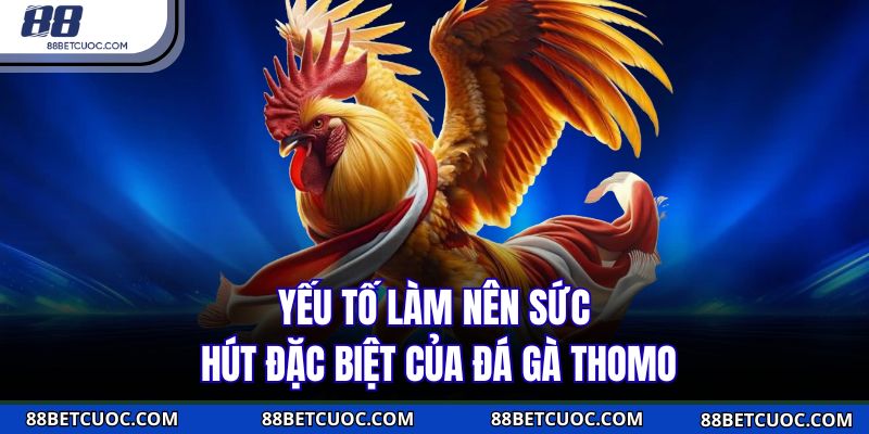 Yếu tố làm nên sức hút đặc biệt của đá gà Thomo